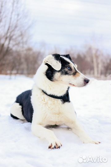 Необыкновенная красавица Нюра грустит в приюте