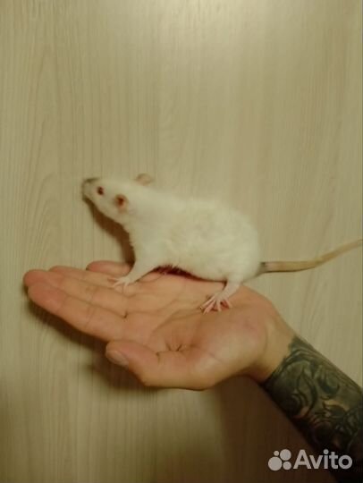 Крыса Дамбо