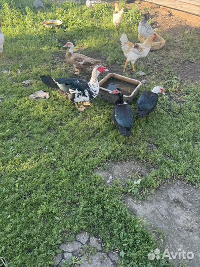 Цицарки утки гуси