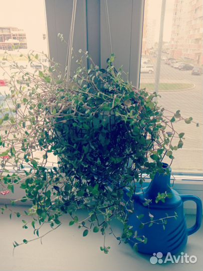 Взрослые растения