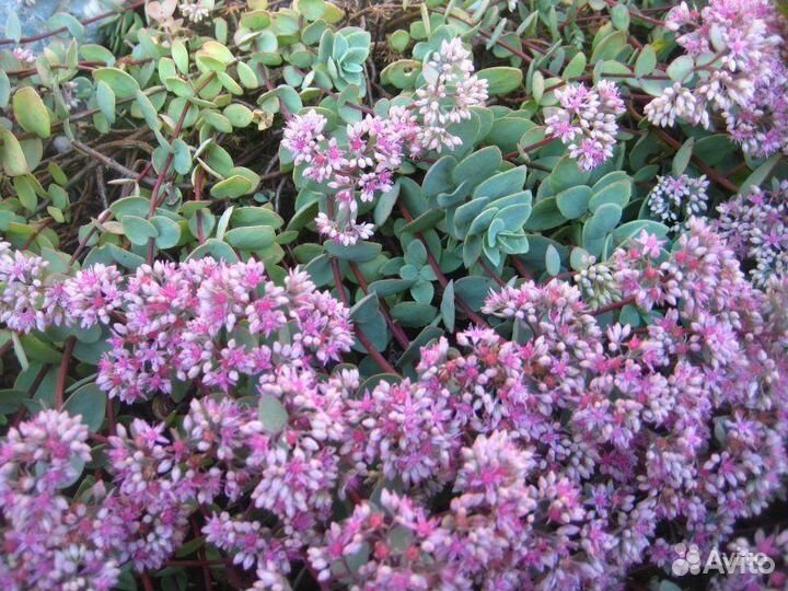 Очиток Эверса почвопокровник