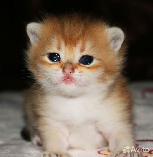 Золотая британская шиншилла