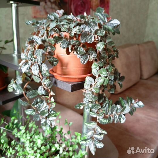 Пеллиония Даво