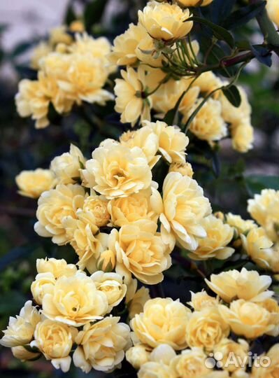 Роза Леди Бенкс