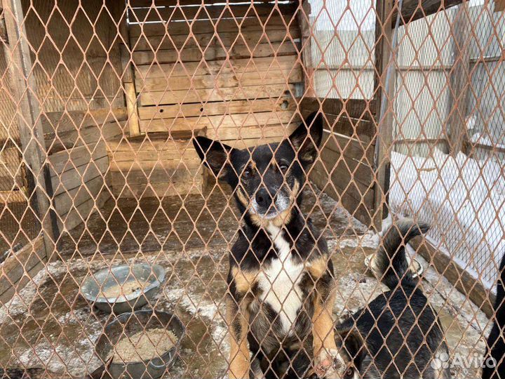 Ласковая собака ищет дом