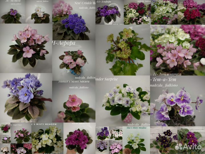 Фиалки сортовые мини/полумини