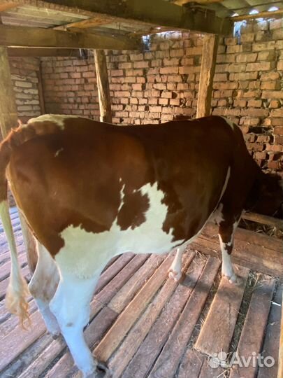 Телка 2 года