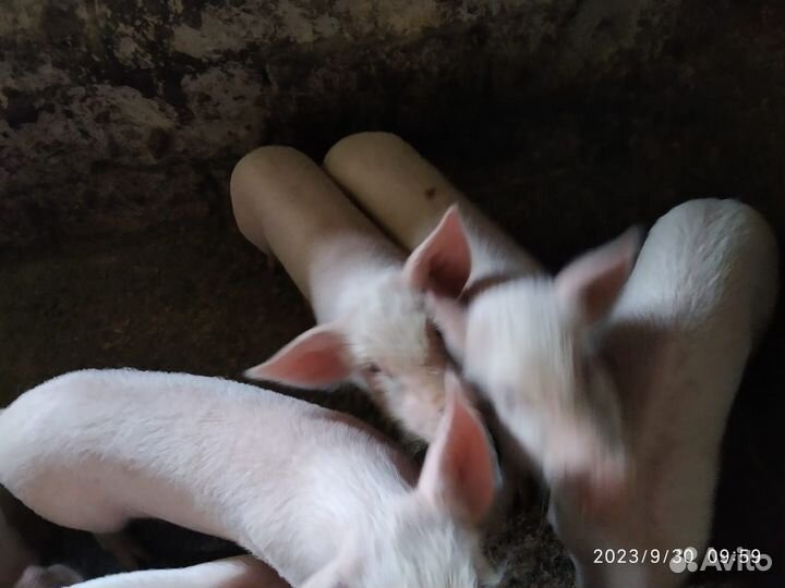 Поросенок ландрас