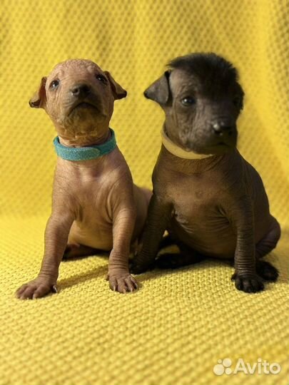 Щенки ксолоитцкуинтли