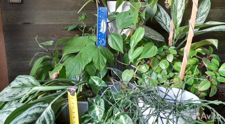 Комнатные растения отдам, обмен, продам