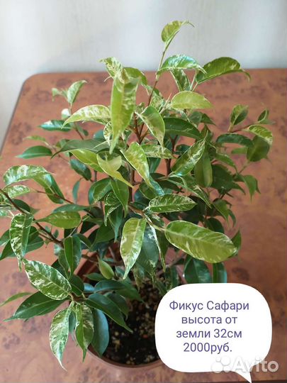 Фикусы Сафари