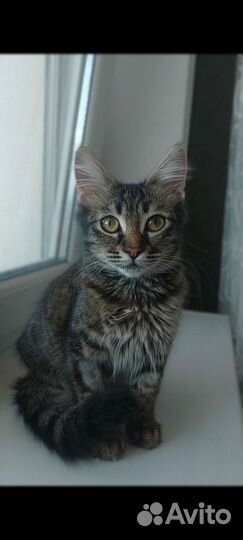 Котёнок
