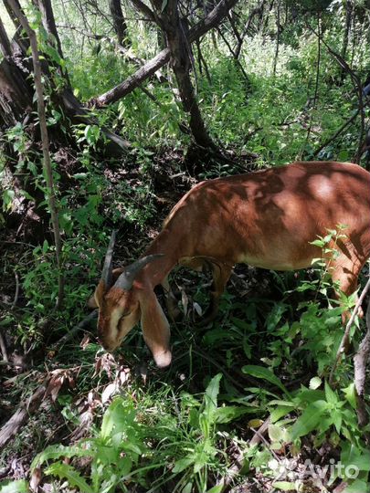 Продам дойных коз