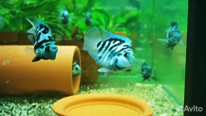 Сапфировый попугай