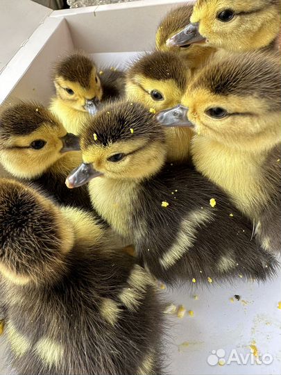 Утята суточные