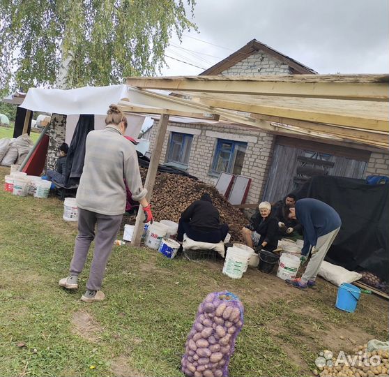 Картофель оптом с грядки