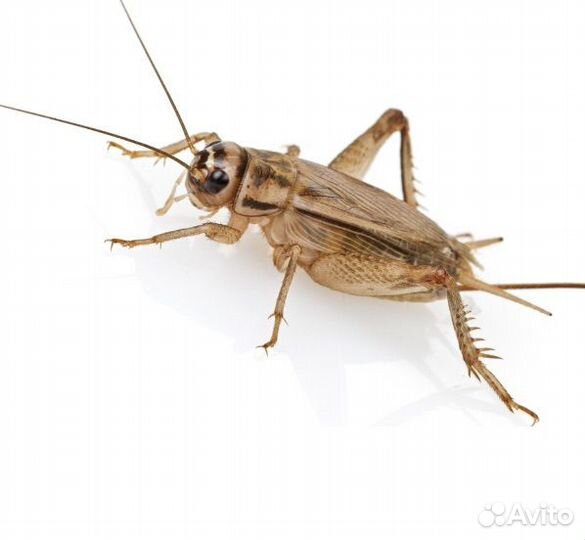 Замороженные сверчки домовые