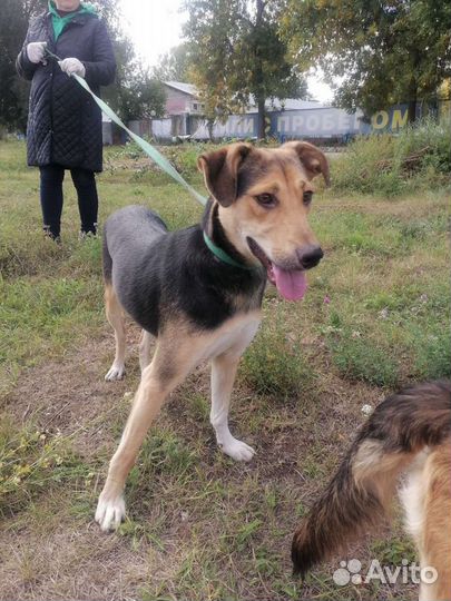 Собака в добрые руки