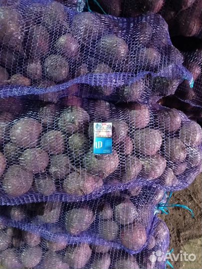 Свёкла оптом