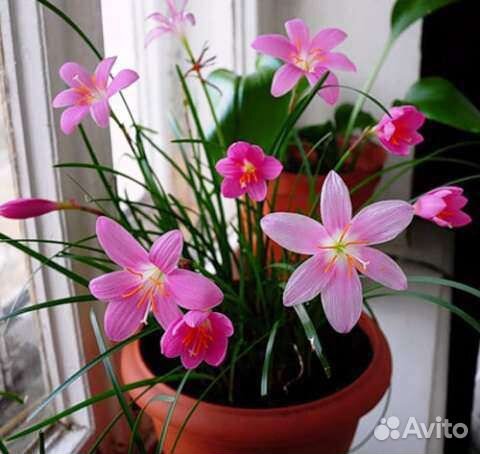 Зефирантес выскочка