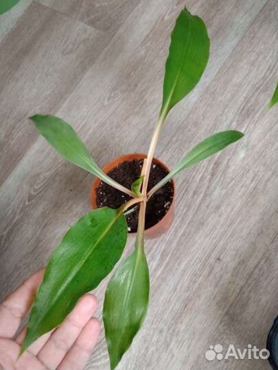 Хлорофитум Оранж