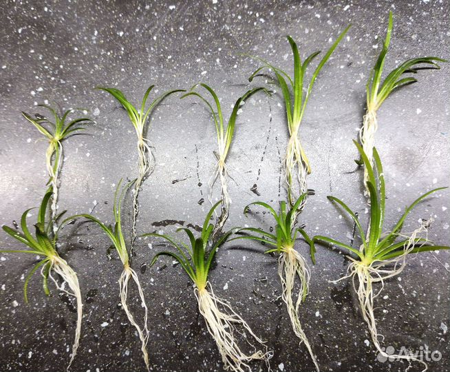 Растение в аквариум