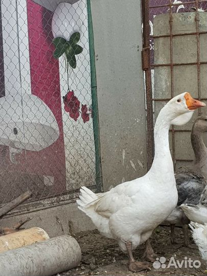 Гуси холмогорские