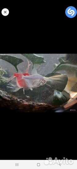 Аквариумные рыбки(тернеция,телескоп),растения