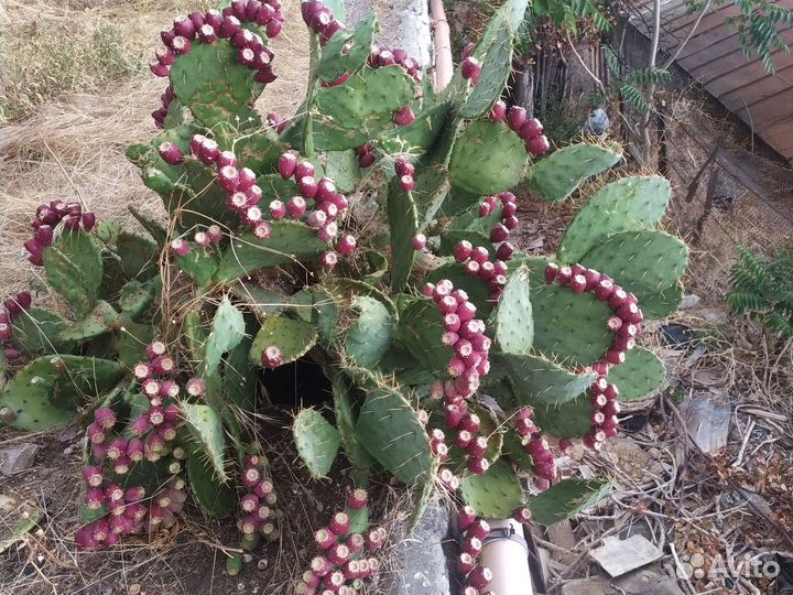 Кактус опунция