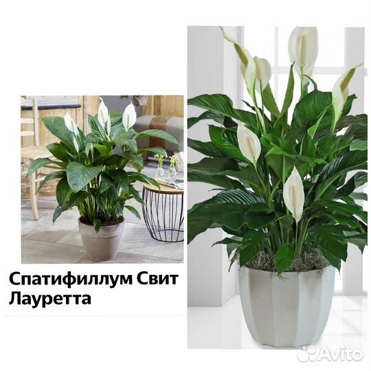 Спатифиллум, также известный как «женское счастье»