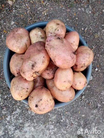Продам картофель