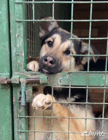 Приют Некрасовка, собаки в добрые руки