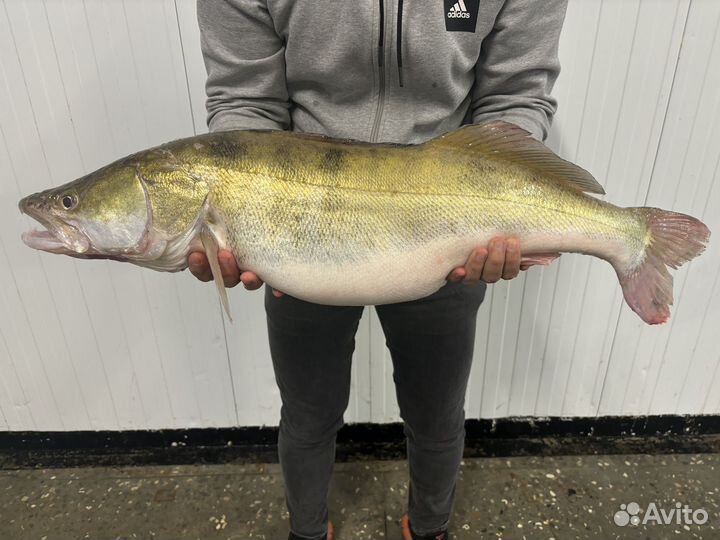 Свежемороженая рыба