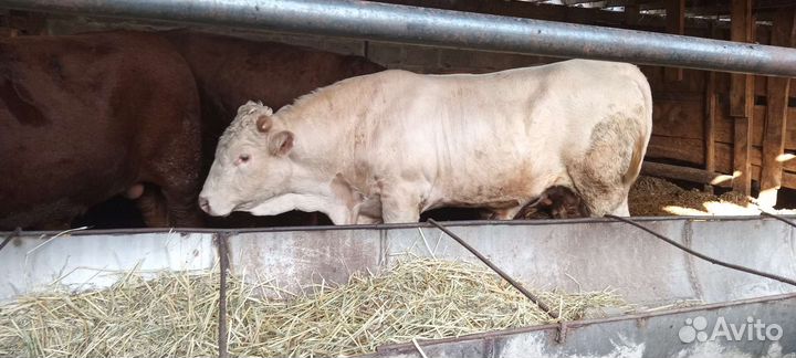 Быки и бараны