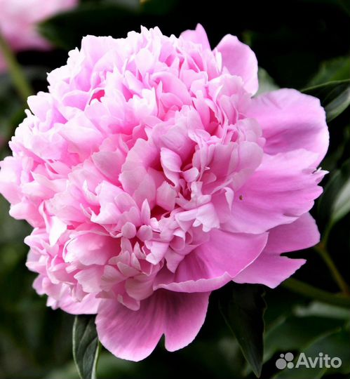 Пионы саженцы