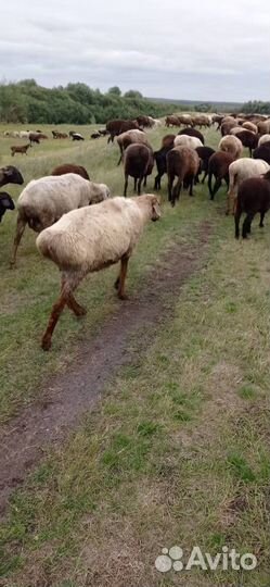 Курдючные бараны овцы