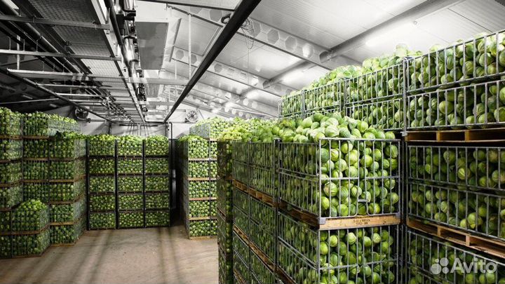 Фруктохранилища под ключ