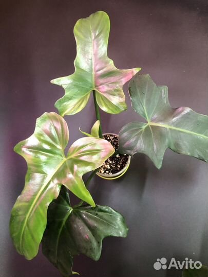 Филодендроны