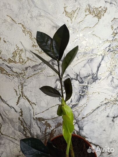 Замиокулькас Равен чёрный