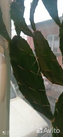 Опунция бергера