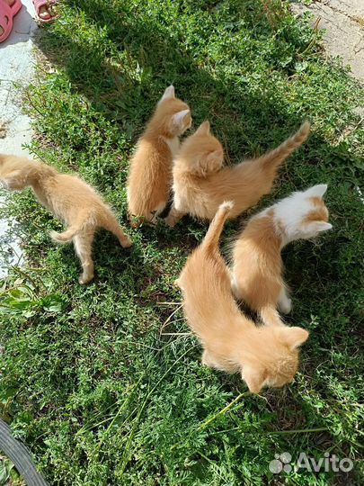 Котята в добрые руки