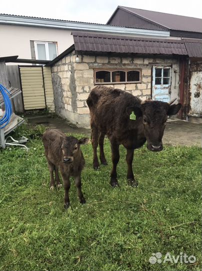 Корова с бычком