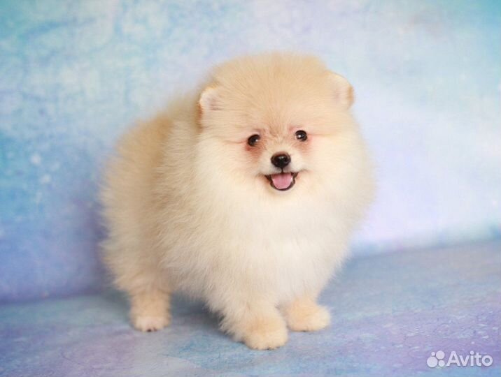 Померанский шпиц большой выбор щенков