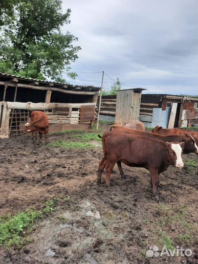 Бычки и телята