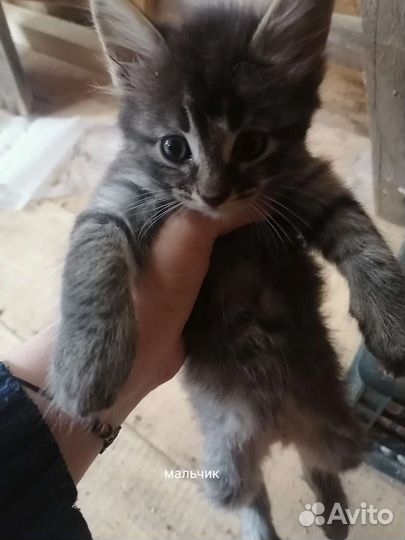 Кошки в добрые руки бесплатно