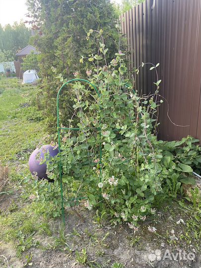 Крупномер Жимолости Каприфоль