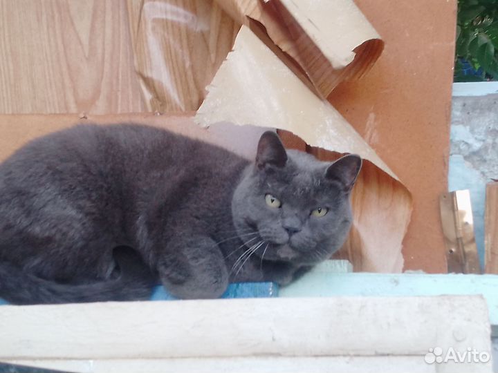 Британская