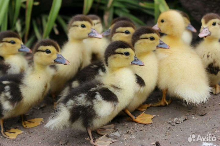 Утки муларды