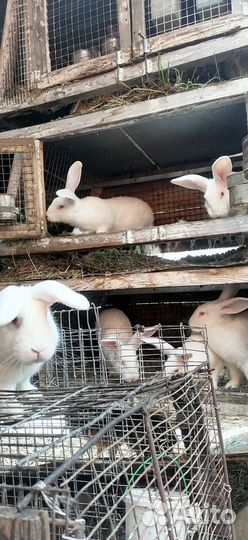 Кролик белый панон самцы самки молодняк