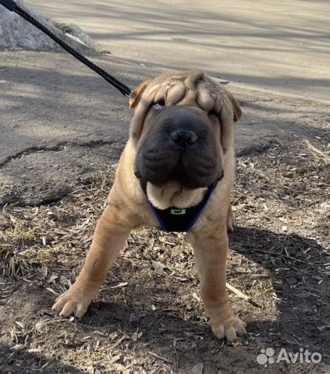 Шарпей на вязку